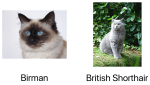Gato Birman, Gato British Shorthair em exemplo de deep learning