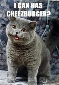 Cheezburger cat